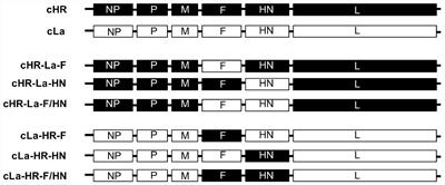 Residues 315 and 369 in HN Protein Contribute to the Thermostability of Newcastle Disease Virus